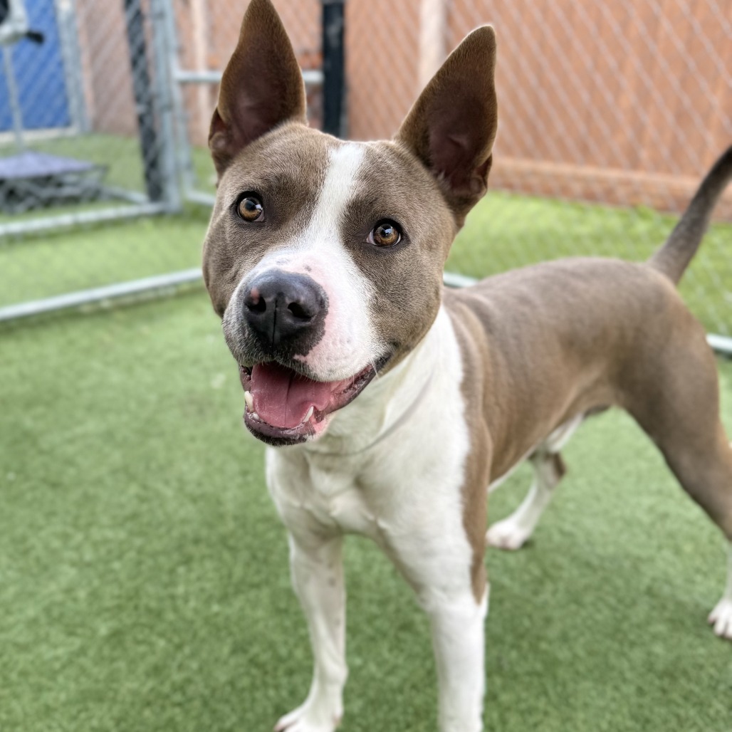 Spike is a 1-year-old pit bull-terrier mix who is ready...