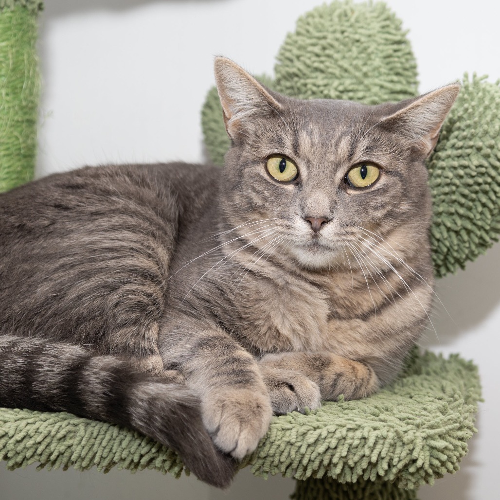 Tina is a 2-year-old, female, domestic shorthair cat. (Photo courtesy...