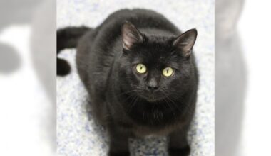 Yang and Rolo are ready for adoption – Press Telegram