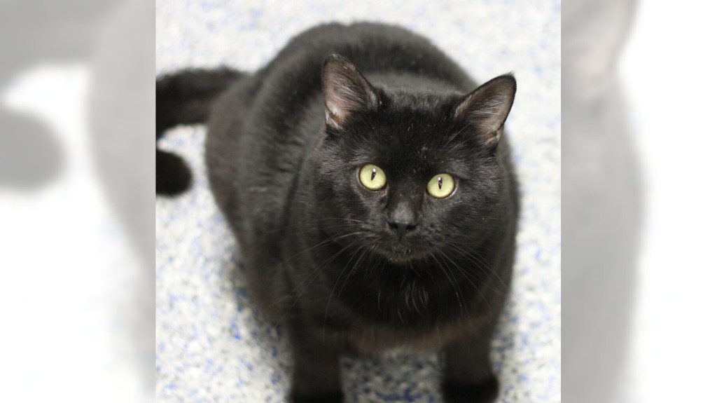 Yang and Rolo are ready for adoption – Press Telegram