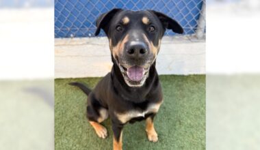 Blair and Merlina are ready for adoption in the Long Beach, South Bay areas – Press Telegram