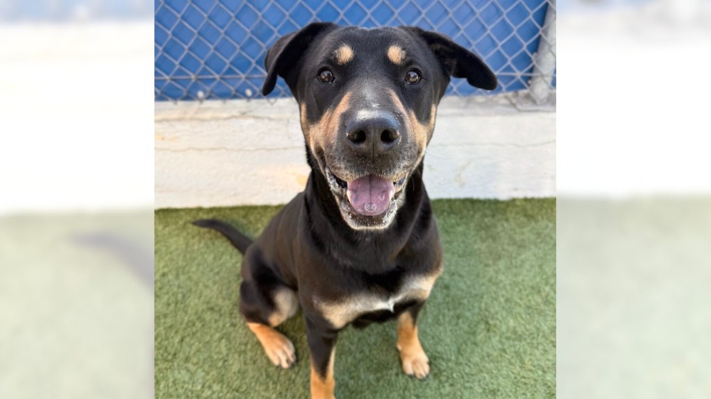 Blair and Merlina are ready for adoption in the Long Beach, South Bay areas – Press Telegram