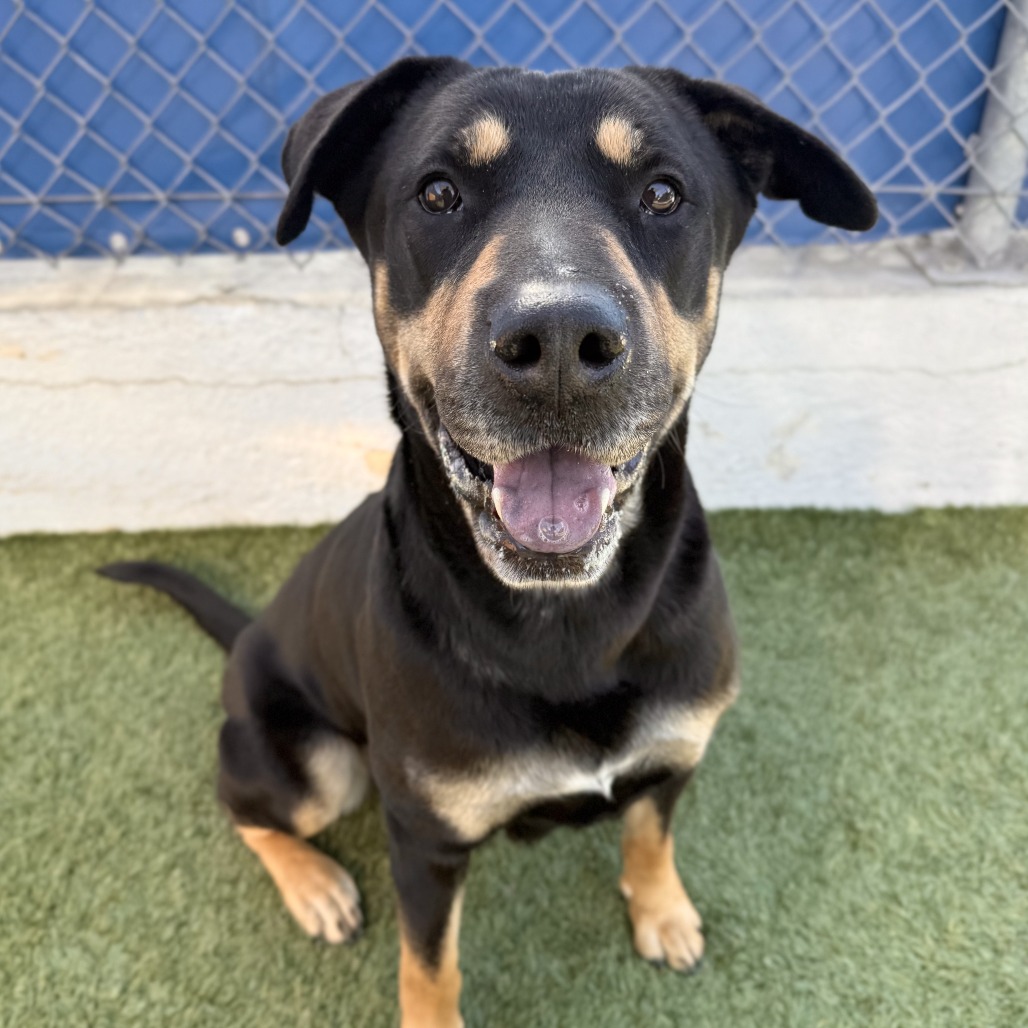 Blair, a 4-year-old rottweiler-shepherd mix, is ready for adoption in...