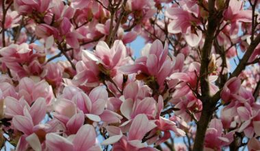 San Francisco’s Brilliant Magnolia Season Has Arrived — Over 200 Trees Are Blooming At SF Botanical Garden