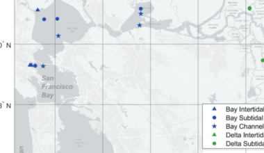A Model to Predict Sediment Bulk Density for the San Francisco Estuary