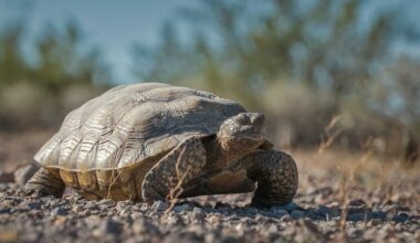 Federal Judge Protects Desert Tortoises From California Off-Road Vehicles