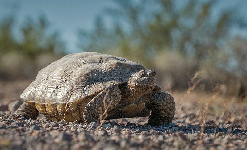 Federal Judge Protects Desert Tortoises From California Off-Road Vehicles