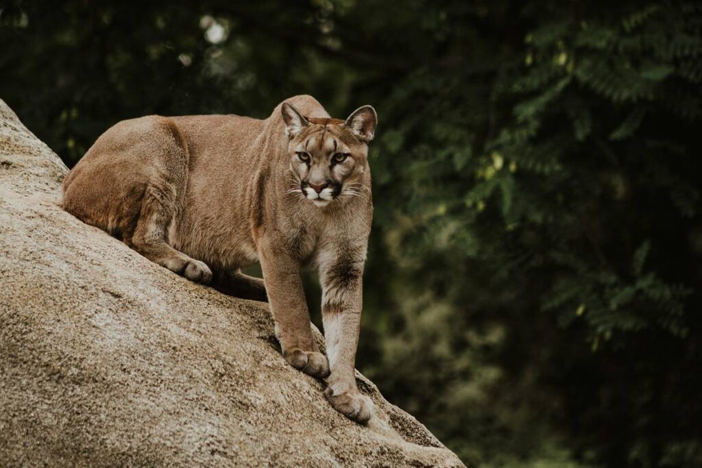 A mountain lion perches on a rock