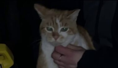 Neighborhood cat in San Jose recovering after being shot by crossbow – NBC Bay Area