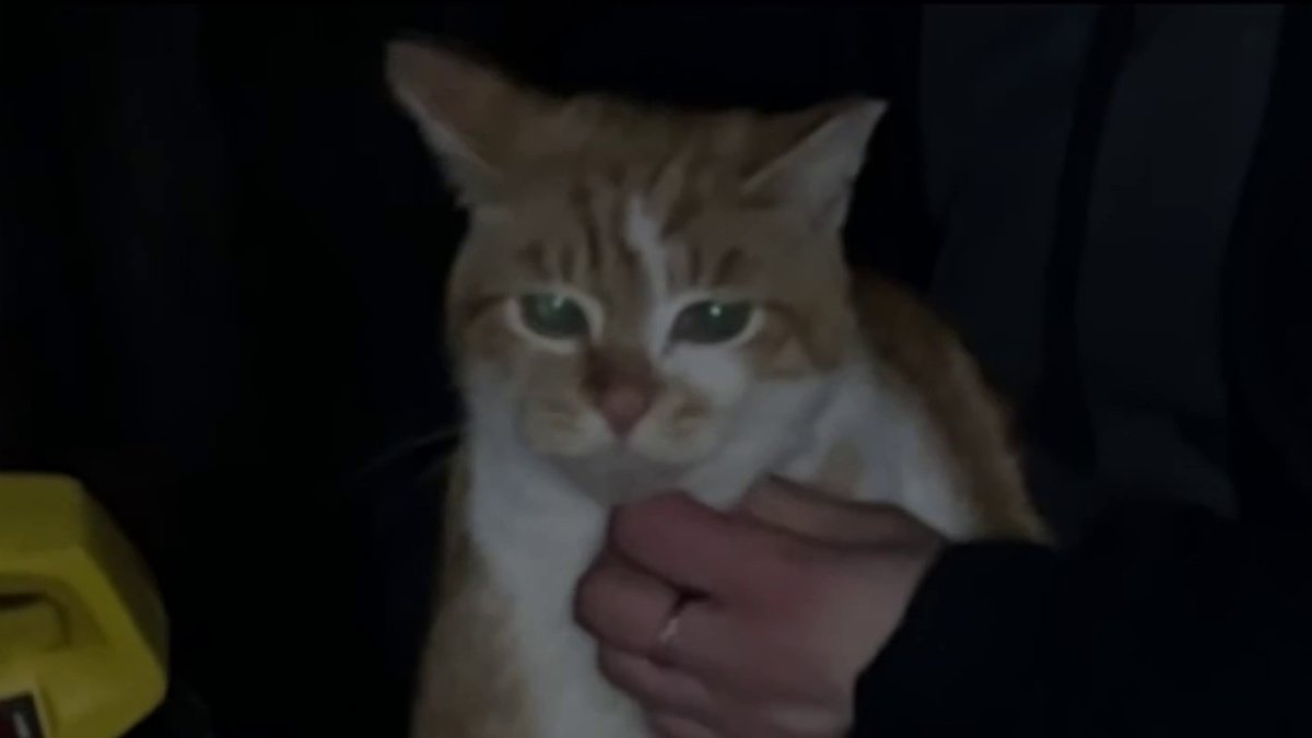 Neighborhood cat in San Jose recovering after being shot by crossbow – NBC Bay Area