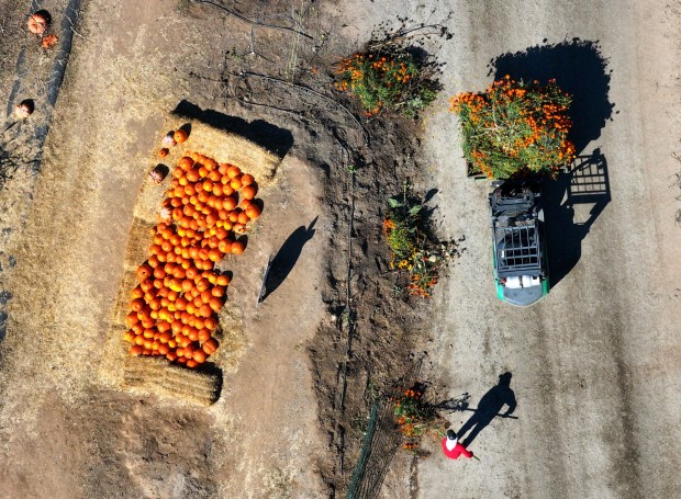 A worker tends to Tanaka Farms in Irvine in November. (Photo by Jeff Gritchen, Orange County Register/SCNG)