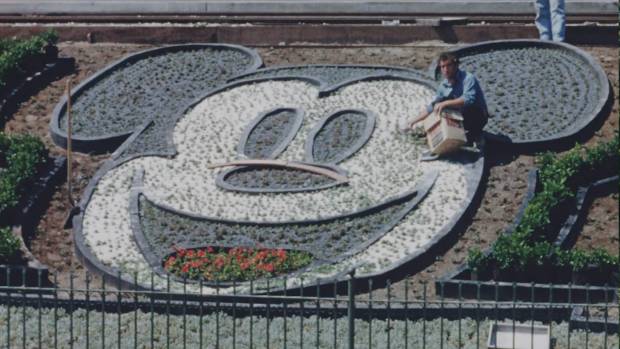 A craftsman works on the floral Mickey at Disneyland's front gate before the park opened in 1955. (Courtesy of Disney)
