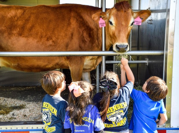 Students from Sorensen Science Academy in Whittier check out a cow in the Mobile Dairy Classroom during Discovery Days at Centennial Farm at the OC Fairgrounds in Costa Mesa. (Photo by Jeff Gritchen, Orange County Register/SCNG)