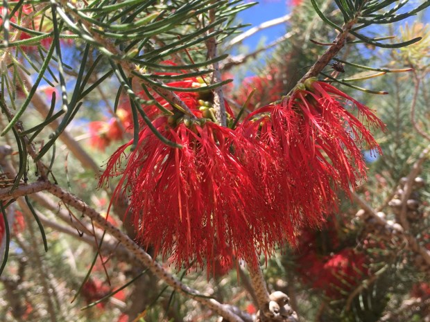 Silky net-bush is one of the plant species you can see at the UCLA Mathias Botanical Garden in Westwood. (Photo by Joshua Siskin)