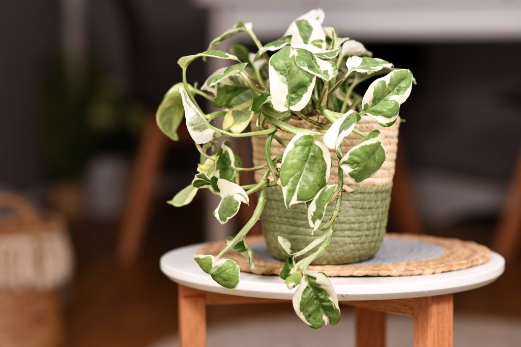 Campbell’s Heritage Theatre hosting a Petty Party – The Mercury News