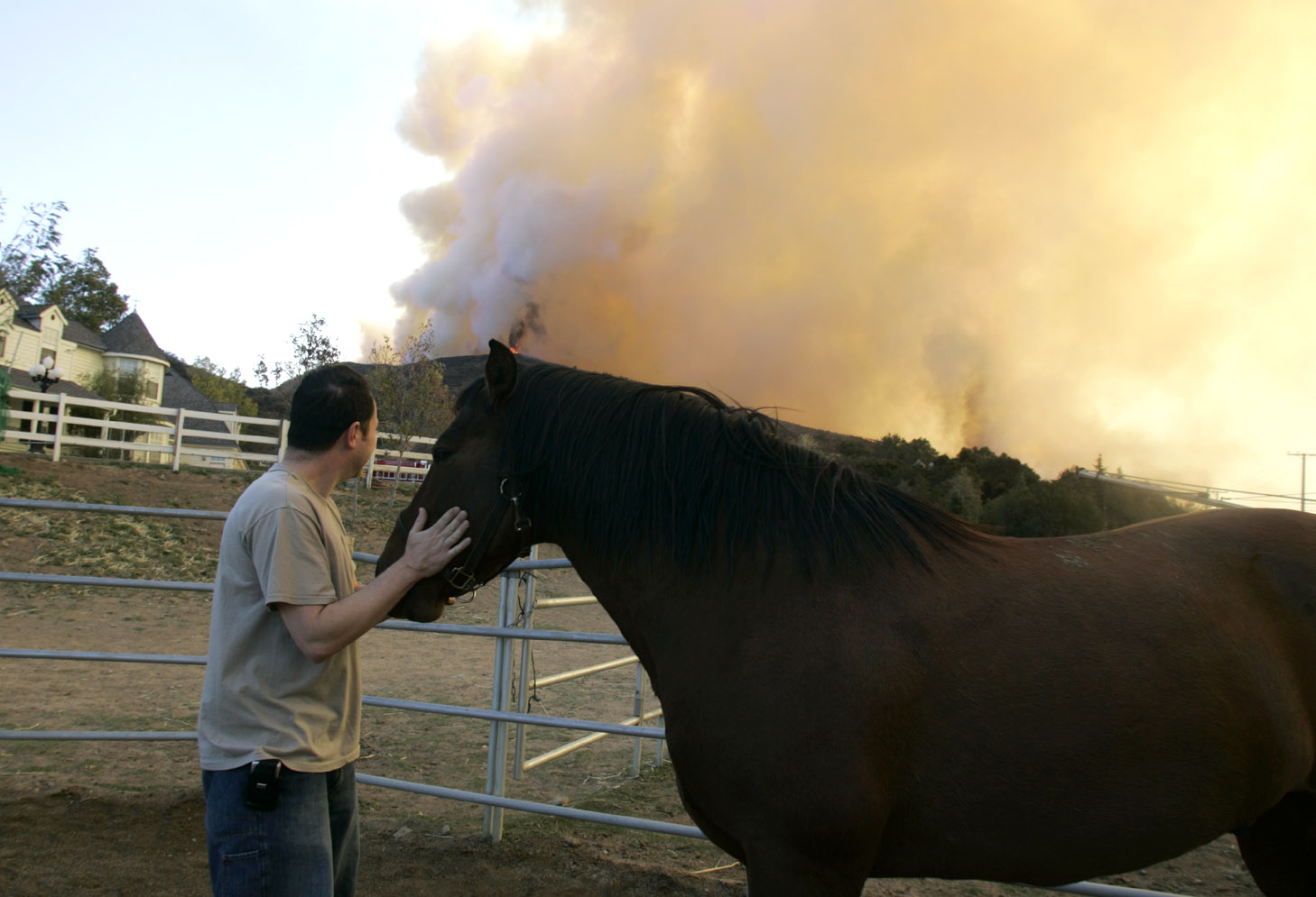 A horse is calmed during the 2007 Santiago Fire that...