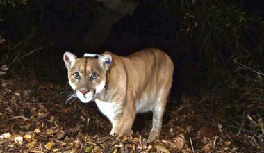 Mountain lions in Southern California up for additional protections – Daily News