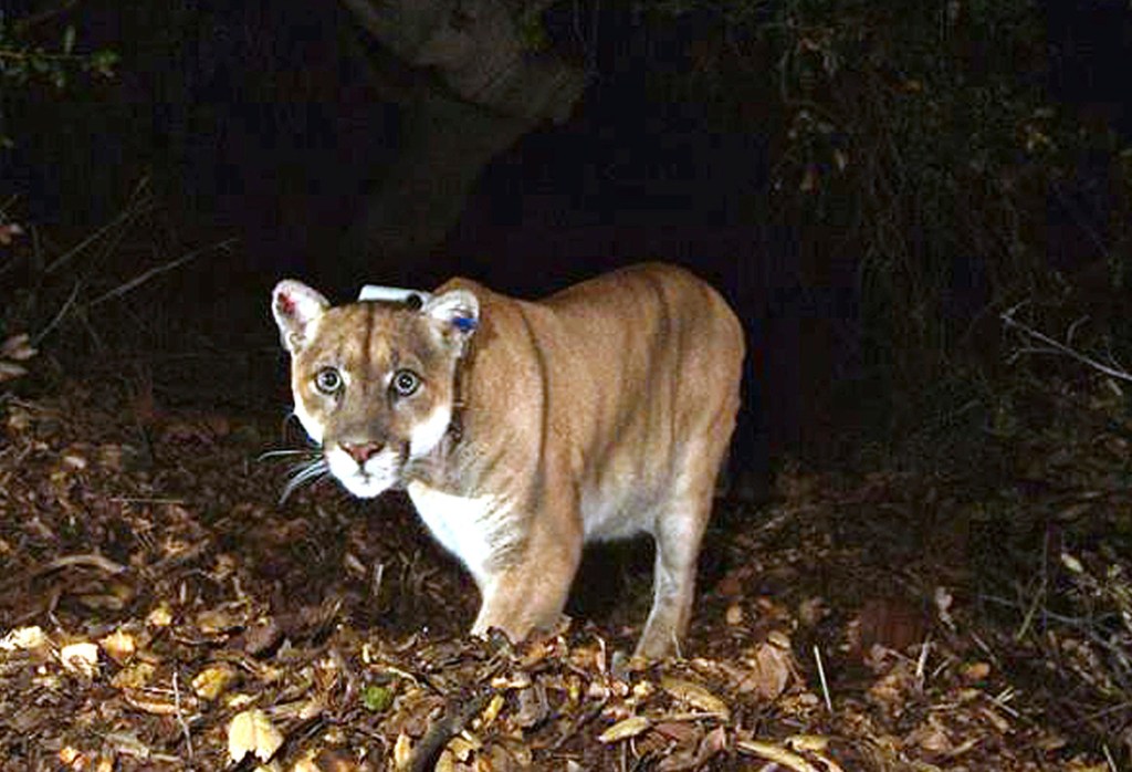Mountain lions in Southern California up for additional protections – Daily News
