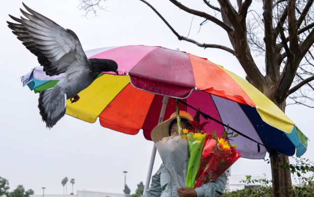 Orange County flower vendor Catalina Gonzalez is visited by a feathered friend as she tries to stay dry on Wednesday, December 31, 2025. (Photo by Mindy Schauer, Orange County Register/SCNG)