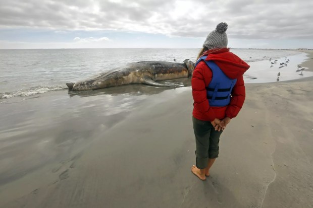 A resident says a prayer for a dead gray whale that washed ashore at Laguna San Ignacio. (Carolyn Cole -- Los Angeles Times)