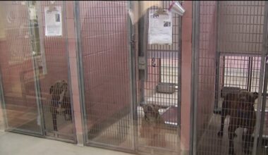 Oakland Animal Services shelter over capacity, adoptions needed – NBC Bay Area
