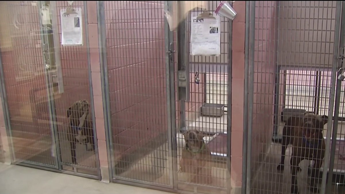 Oakland Animal Services shelter over capacity, adoptions needed – NBC Bay Area