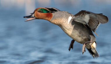 Green-winged teal. Photo by Phil Kahnke