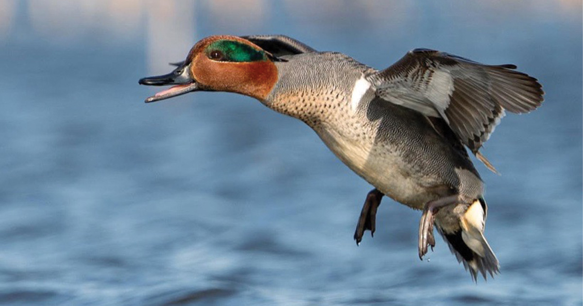 Green-winged teal. Photo by Phil Kahnke