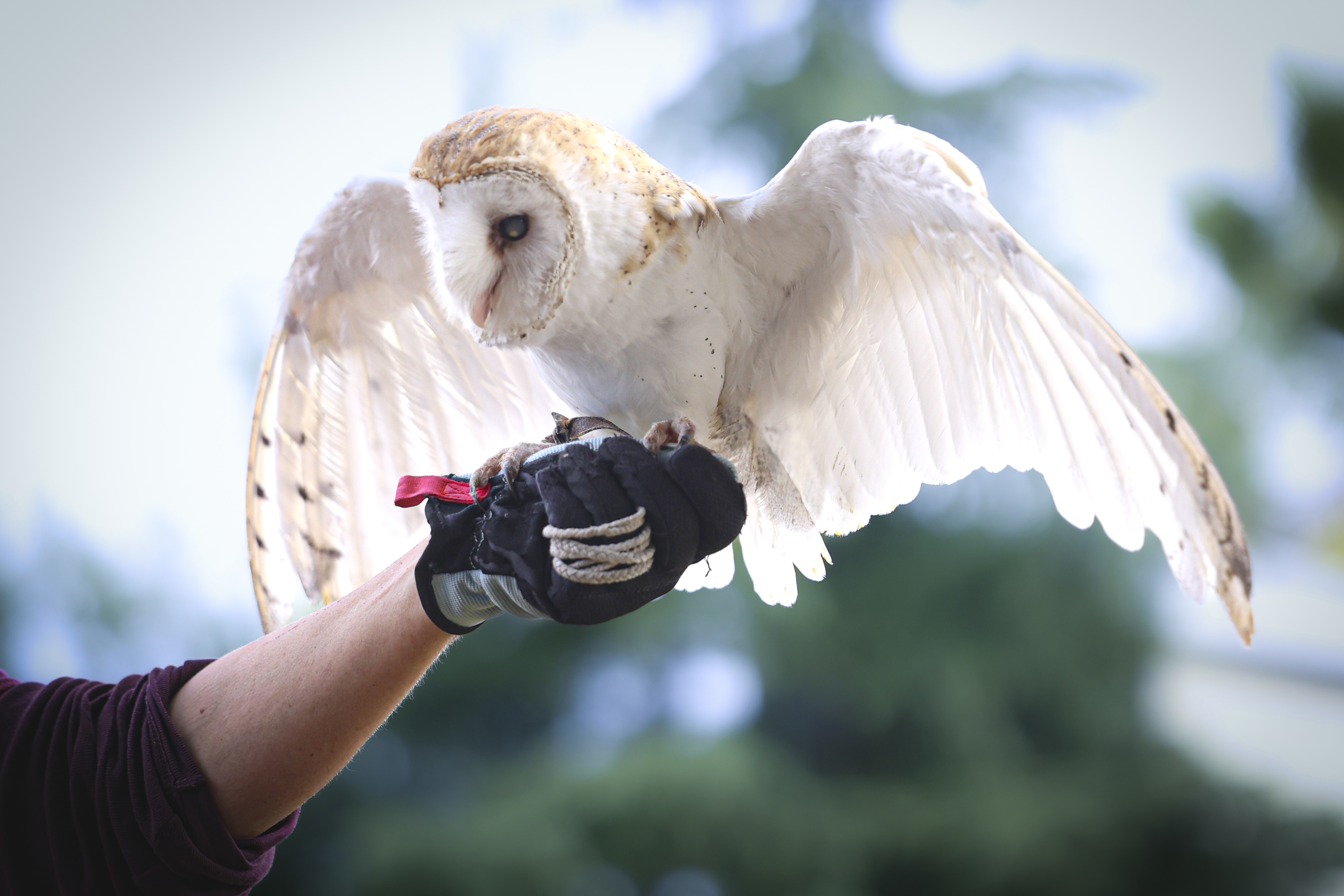 Bartholomew, nicknamed Barney, a 12-year-old barn owl, at the first...