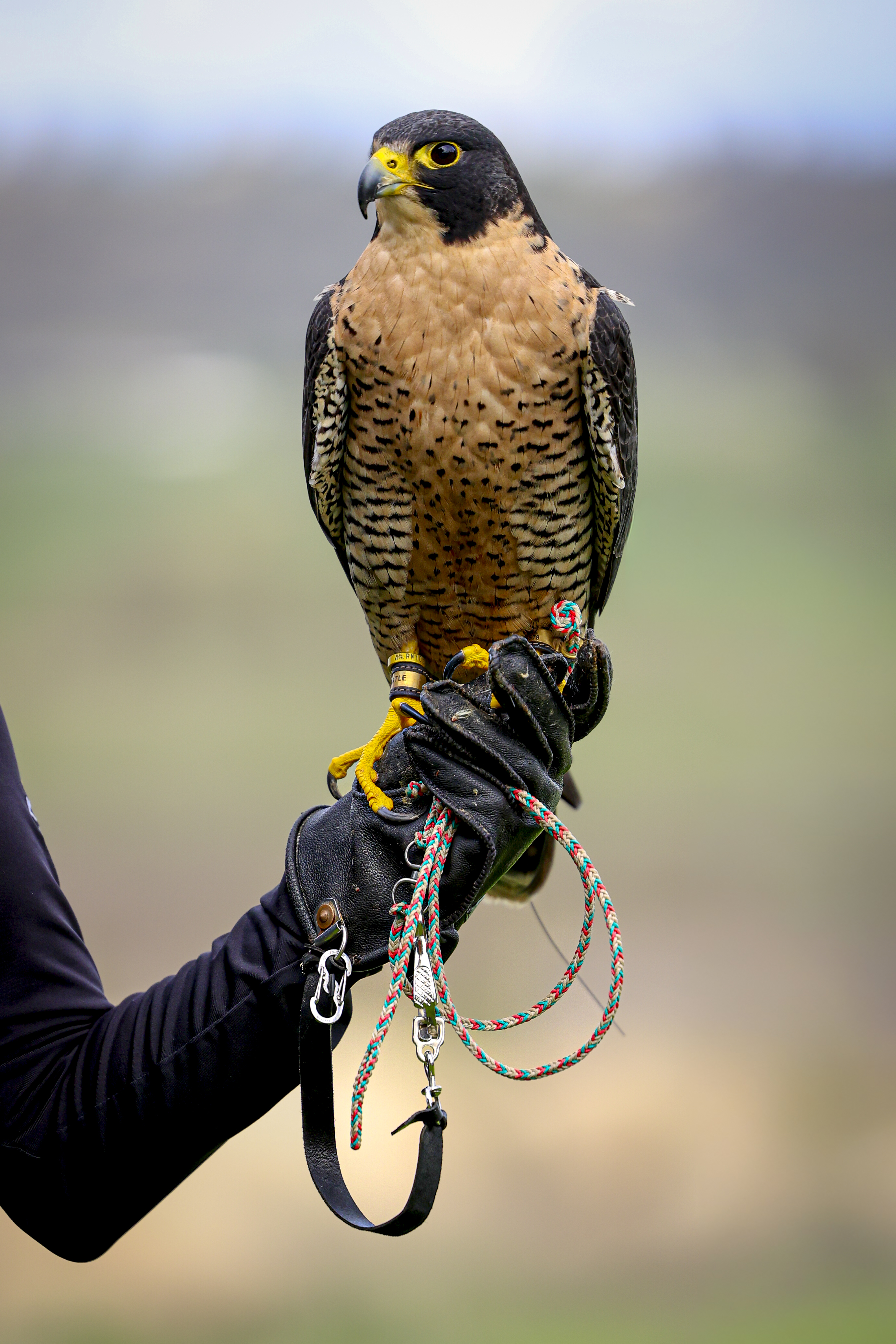 Myrtle, a 5-year-old peregrine falcon, is owned by Ramona falconer...