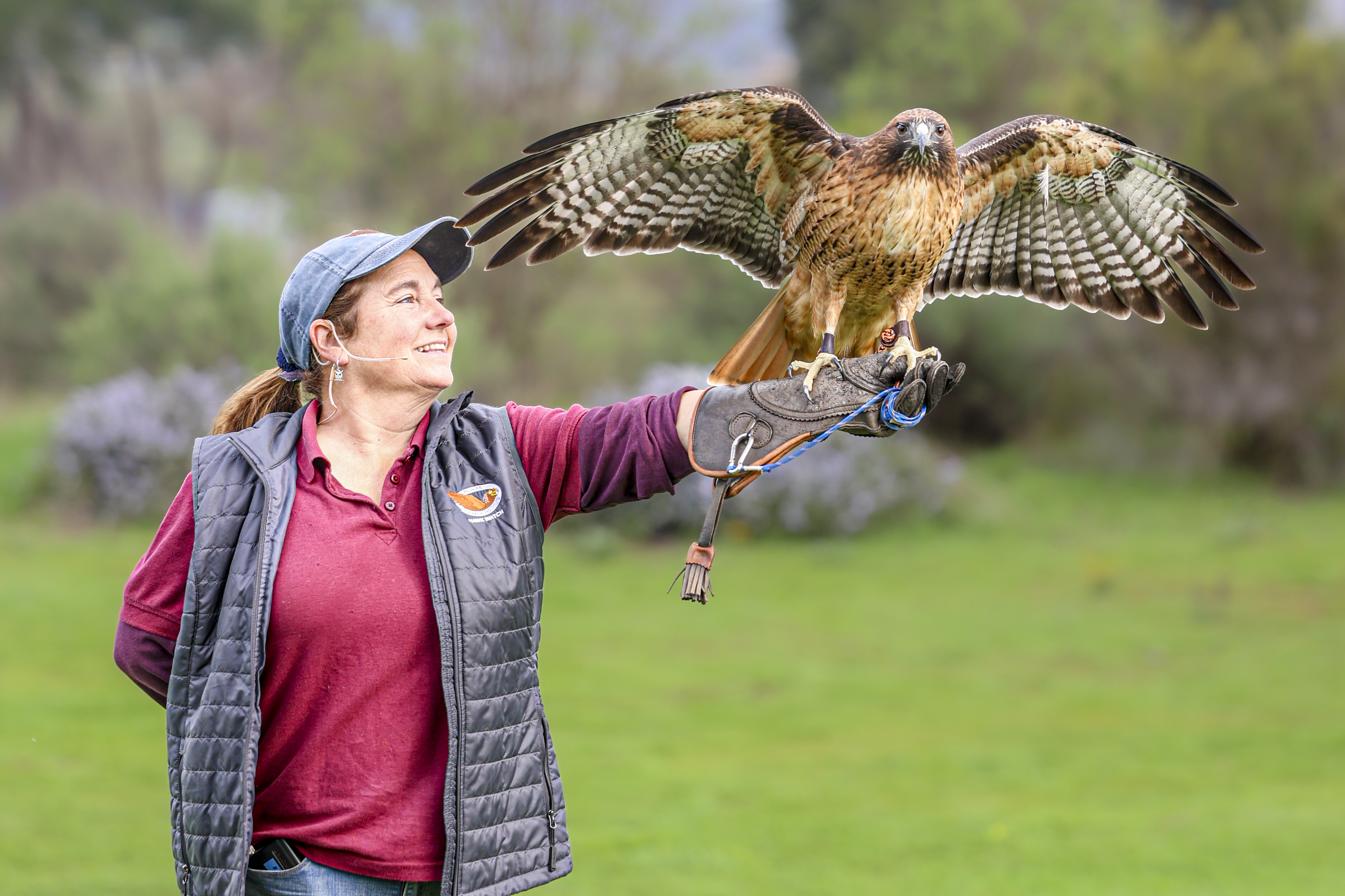 Red-tailed hawks have a wingspan of 3 to 5 feet...