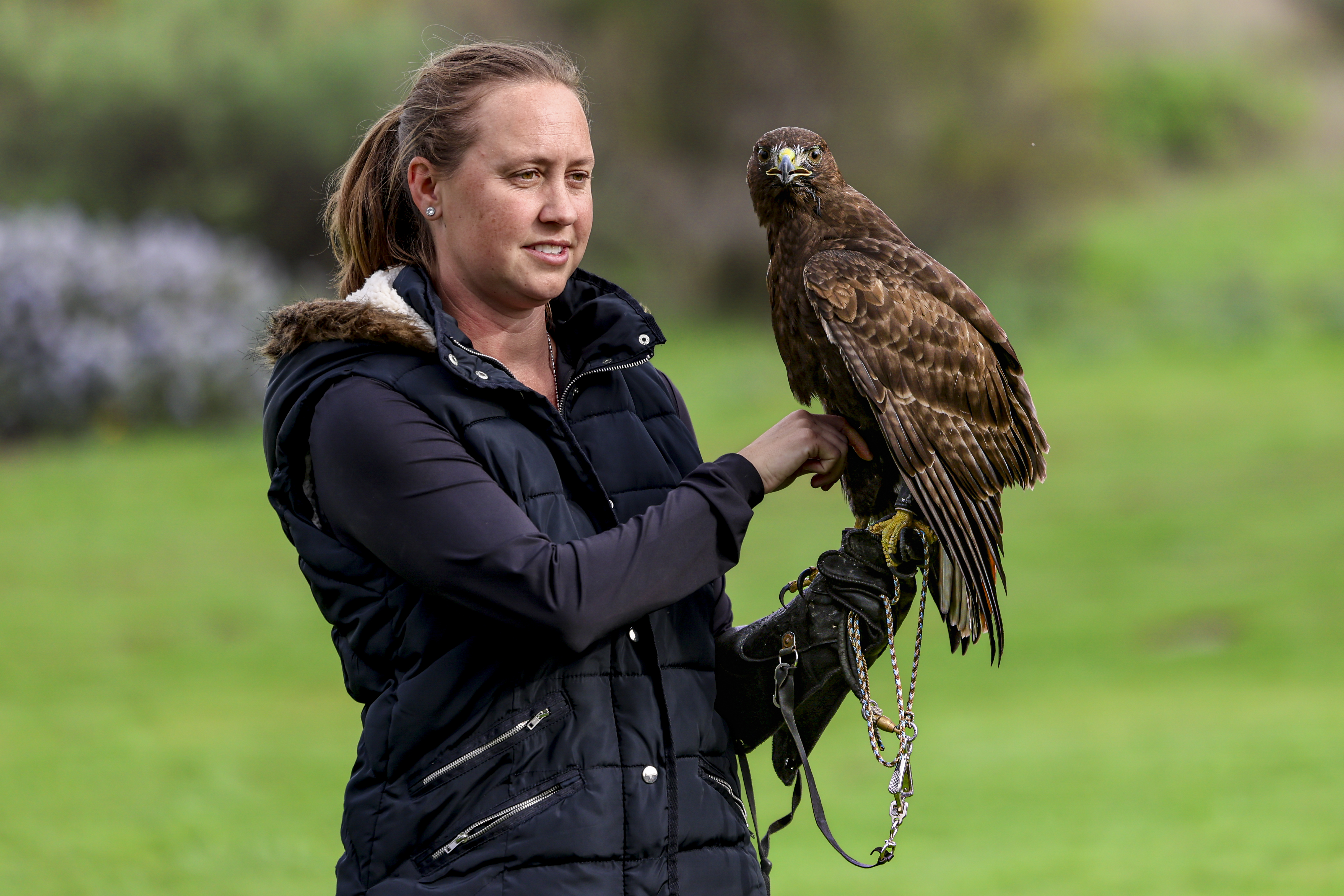 Peanut, a male dark morph red-tailed hawk, is 1 1/2...
