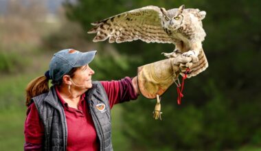 Raptors educate and entertain the crowds at Hawk Watch in Ramona – San Diego Union-Tribune