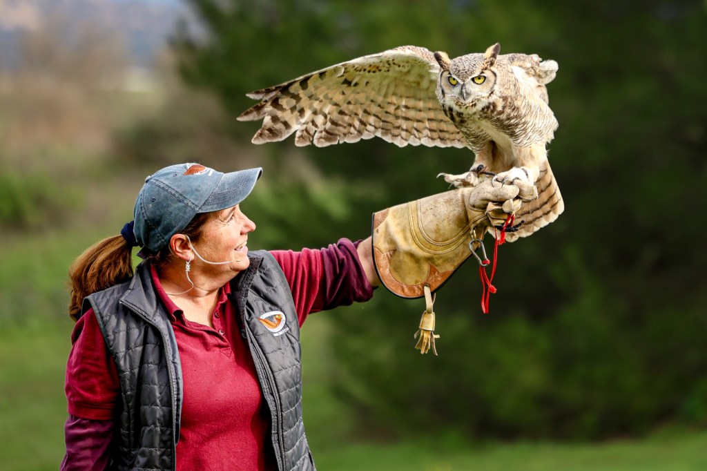 Raptors educate and entertain the crowds at Hawk Watch in Ramona – San Diego Union-Tribune