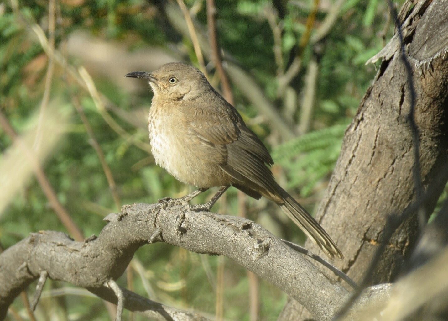 California Endangered Species Review Recommended for Desert Thrashers