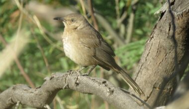 California Endangered Species Review Recommended for Desert Thrashers