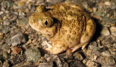 Western Spadefoot Recommended for California Endangered Species Review