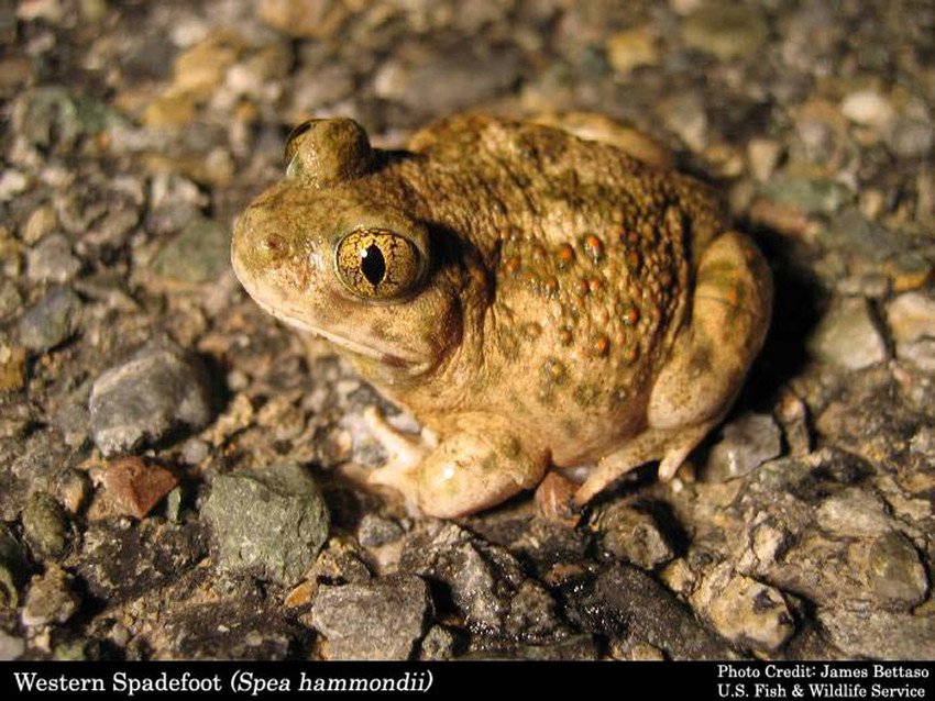 Western Spadefoot Recommended for California Endangered Species Review