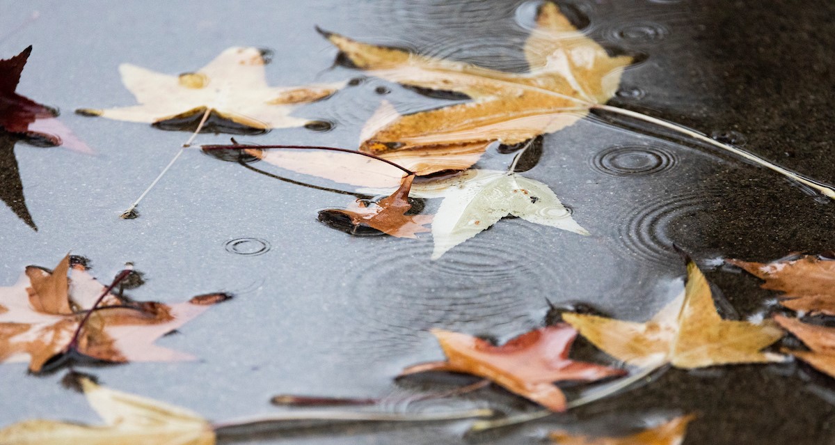 SFEI: The Storm Chasers: How stormwater reveals more than ever about pollution in San Francisco Bay ~ MAVEN'S NOTEBOOK
