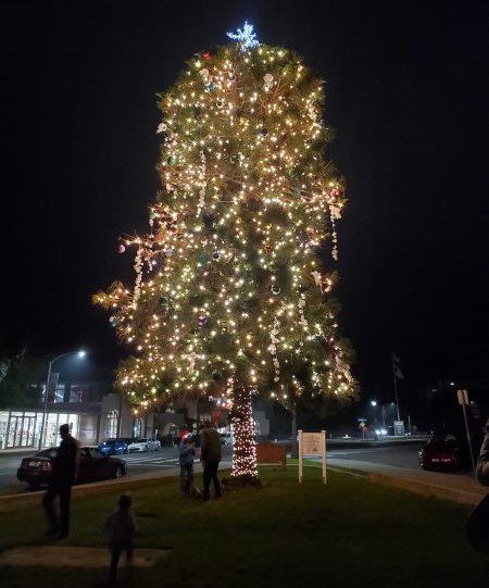 The La Jolla Recreation Center Christmas tree is lighted following the ceremonial flipping of the switch Dec. 13. (Ashley Mackin-Solomon)