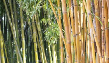 The Largest Living Bamboo Collection In North America Is Less Than 2 Hours From L.A. — Surrounded By 4 Miles Of Ocean View Trails