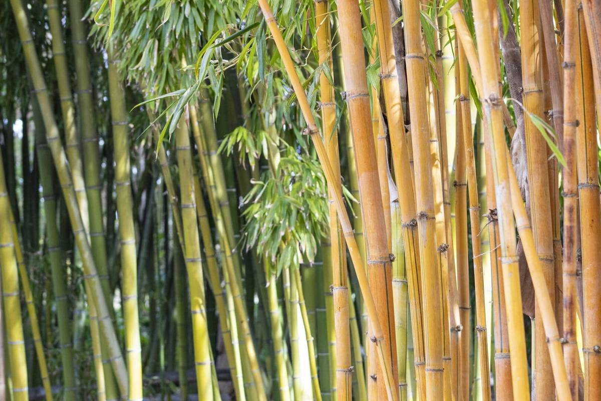 The Largest Living Bamboo Collection In North America Is Less Than 2 Hours From L.A. — Surrounded By 4 Miles Of Ocean View Trails