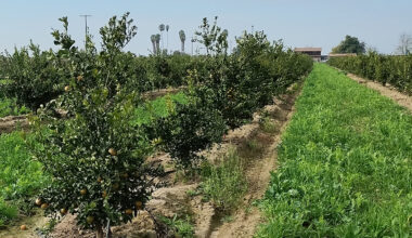 Southeast Development Project Scaled Back