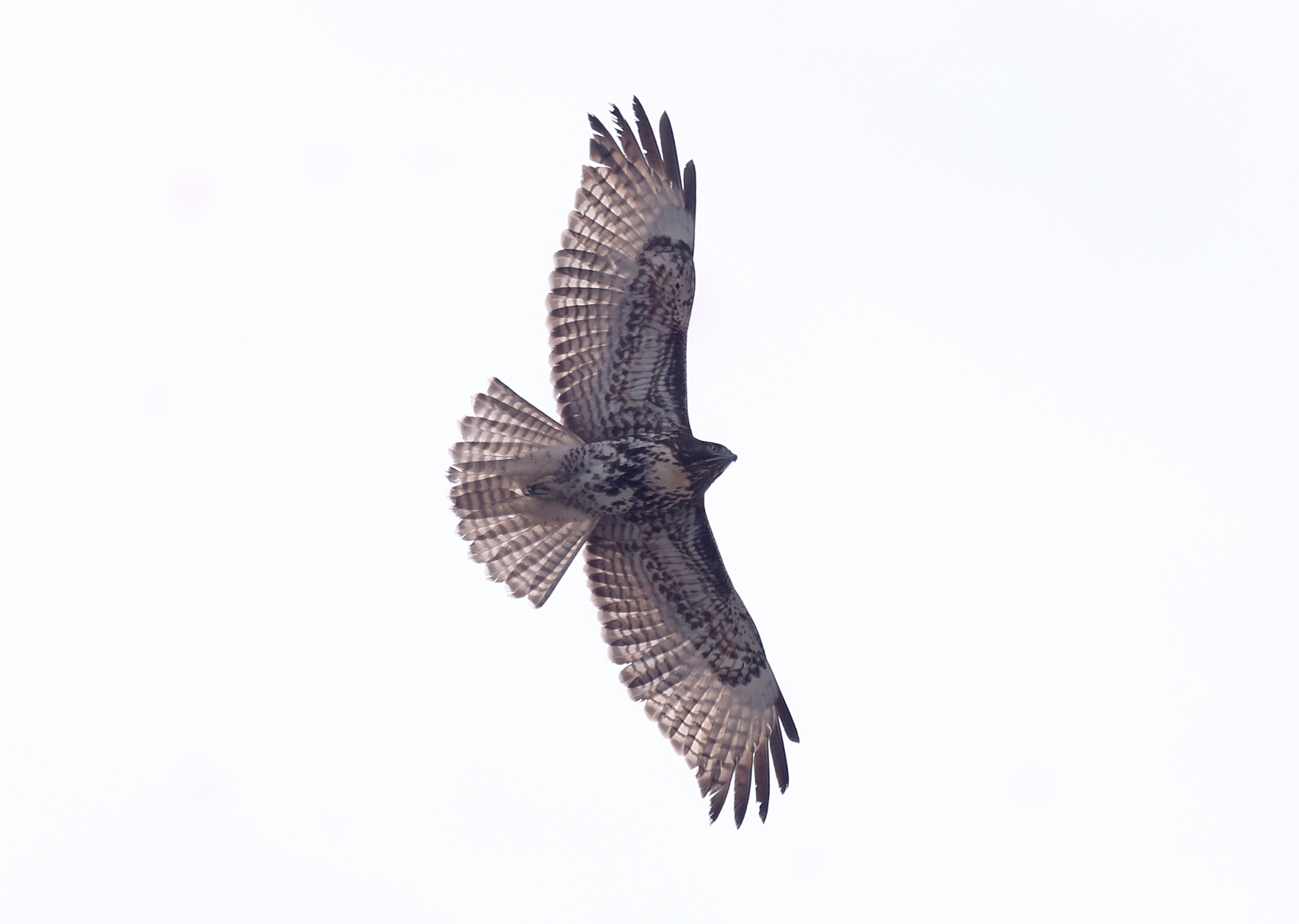 A hawk flies over the Bob Weir memorial at Civic...