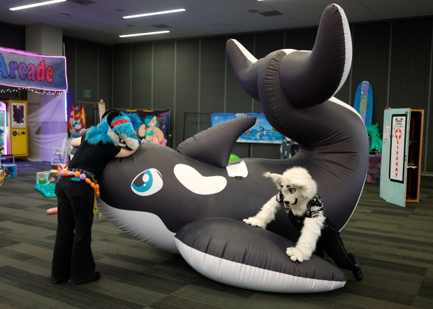 Razer, left, and Quince, both from Bakersfield, who preferred to give their character names only, play on an inflatable orca at Further Confusion, also known as FurCon, at the San Jose McEnery Convention Center in downtown San Jose, Calif., on Sunday, Jan. 18, 2026. FurCon had a beach theme this year called "The Beach Episode." (Nhat V. Meyer/Bay Area News Group)
