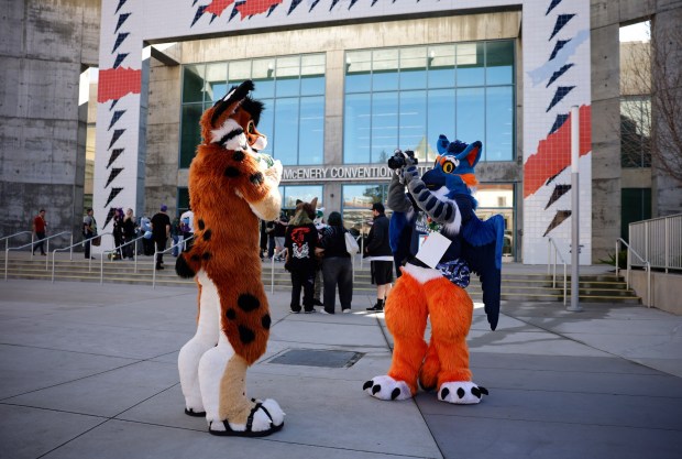 FluxPaw, left, from San Diego, has his photo taken by Antwelm, from Seattle, they preferred to give their character names only, at Further Confusion, also known as FurCon, outside of the San Jose McEnery Convention Center in downtown San Jose, Calif., on Sunday, Jan. 18, 2026. (Nhat V. Meyer/Bay Area News Group)