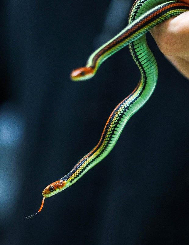 Jamie McNellis, a Conservation Specialist at the San Francisco Zoo, holds four-month-old garter snakes kept in enclosures at the San Francisco Zoo in San Francisco, Calif., on Thursday, Dec. 4, 2025. (Ray Chavez/Bay Area News Group)