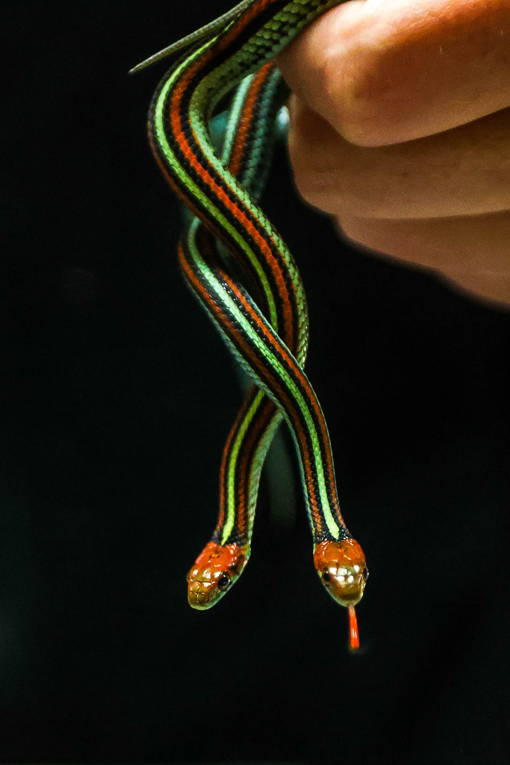 Jamie McNellis, a Conservation Specialist at the San Francisco Zoo,...