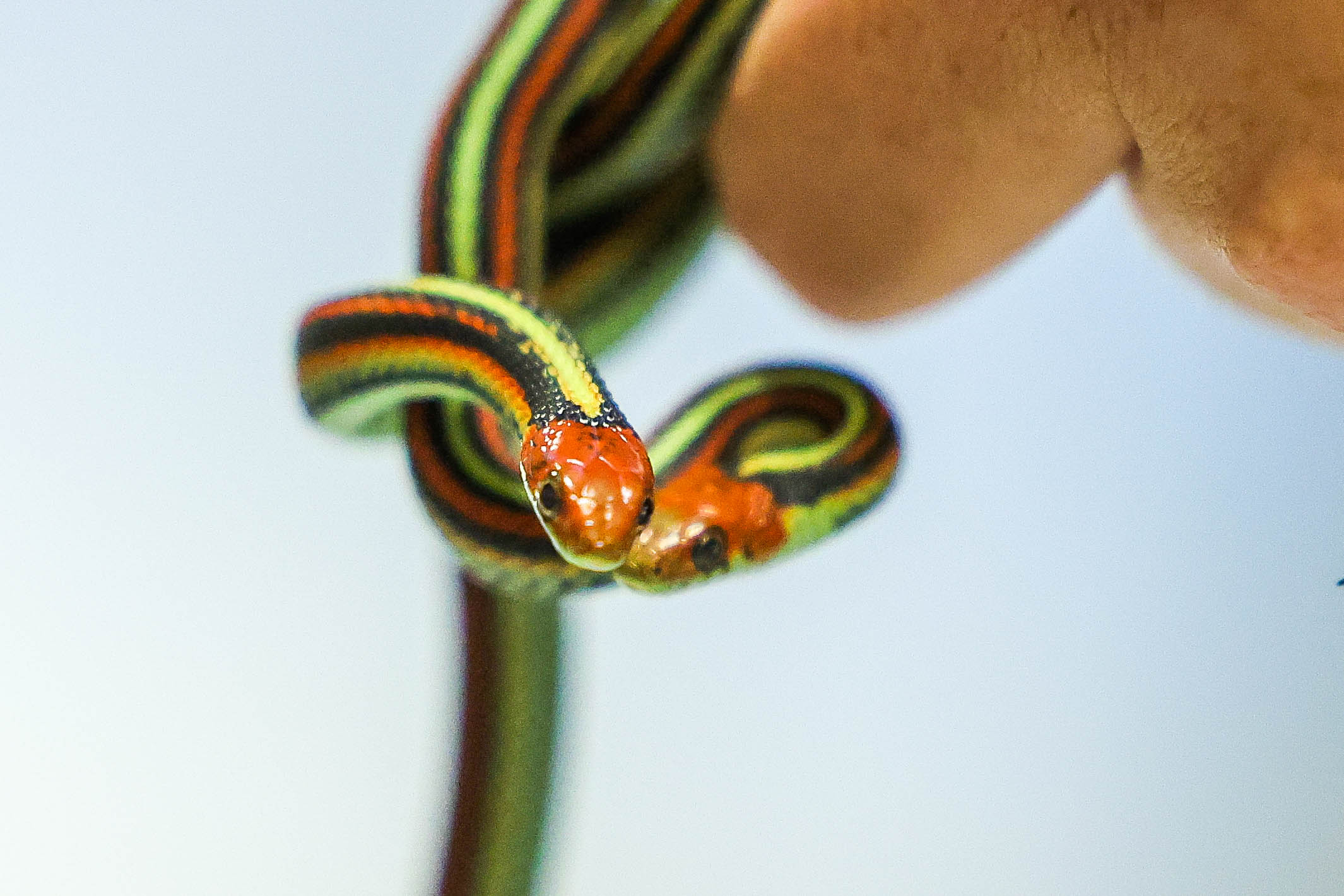Jamie McNellis, a Conservation Specialist at the San Francisco Zoo,...