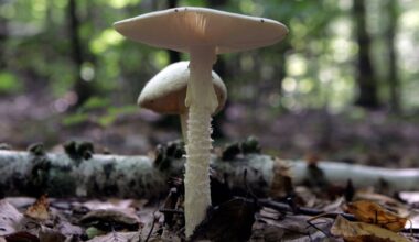 How do animals know it's safe to eat mushrooms in Sunnyvale yard? 